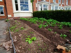Potatoes in the front patch, early June