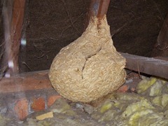Wasps nest in the roof space