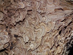 Wasp nest interior