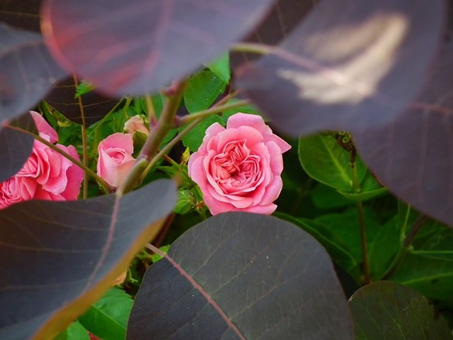 A rose peeping out from the smoke bush