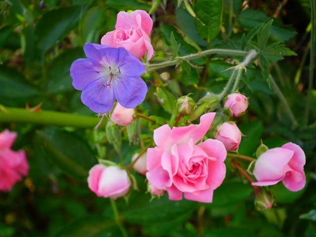 pink and blue salad of geranium and rambling rose