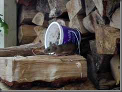 Wood mouse ariving for breakfast